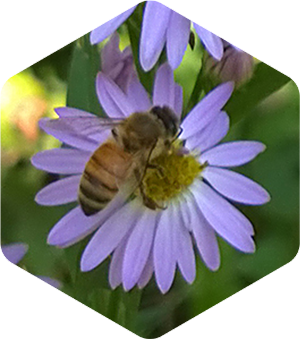 Honey Bee on Fall Asters