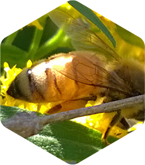 Honey Bee on Grass Leaved Goldenrod