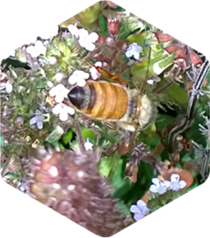 Honey Bee on Wild Thyme