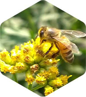 Honey Bee on Grass Leaved Goldenrod