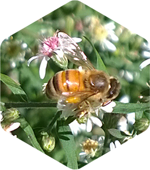 Honey Bee on Calico Asters