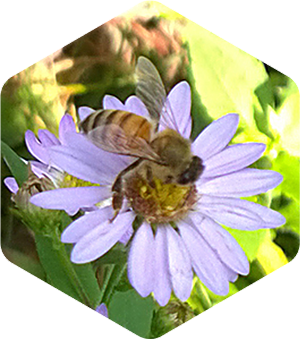 Honey Bee on Fall Asters