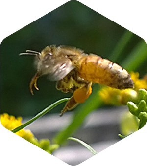 Honey Bee on Grass Leaved Goldenrod