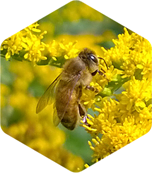 Honey Bee on Canadian Goldenrod