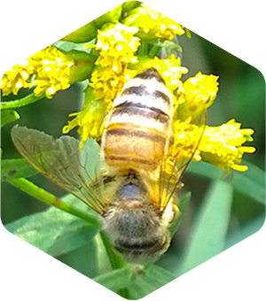Honey Bee on Grass Leaved Goldenrod