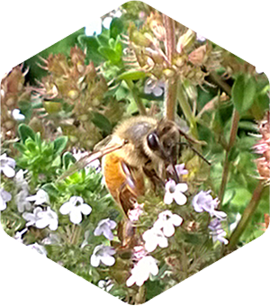 Honey Bee on Wild Thyme