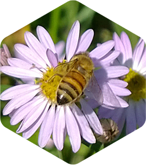 Honey Bee on Fall Asters