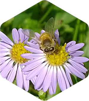 Honey Bee on Fall Asters