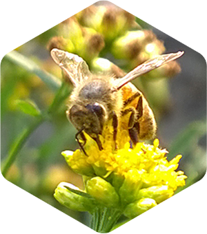 Honey Bee on Grass Leaved Goldenrod