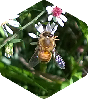 Honey Bee on Calico Asters