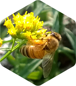 Honey Bee on Grass Leaved Goldenrod