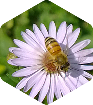 Honey Bee on Fall Asters
