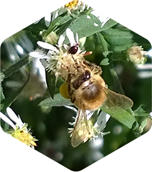 Honey Bee on Calico Asters