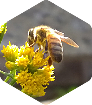 Honey Bee on Grass Leaved Goldenrod