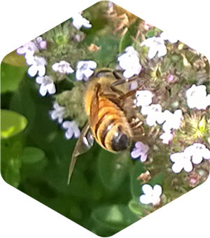 Honey Bee on Wild Thyme