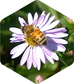 Honey Bee on Fall Asters