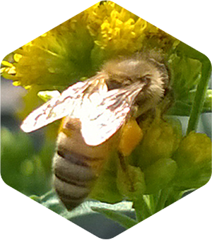Honey Bee on Grass Leaved Goldenrod