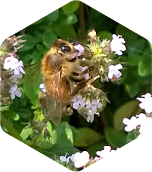 Honey Bee on Wild Thyme