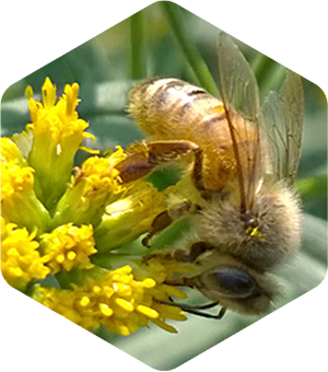 Honey Bee on Grass Leaved Goldenrod