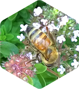 Honey Bee on Wild Thyme