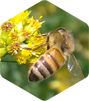Honey Bee on Grass Leaved Goldenrod