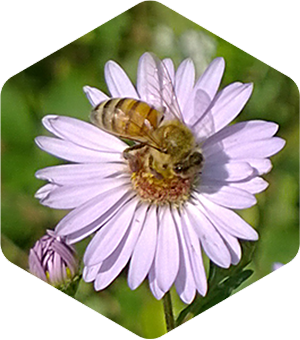 Honey Bee on Fall Asters