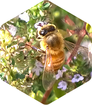 Honey Bee on Wild Thyme