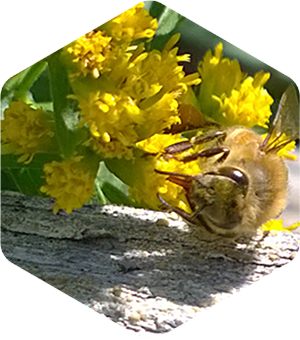 Honey Bee on Grass Leaved Goldenrod