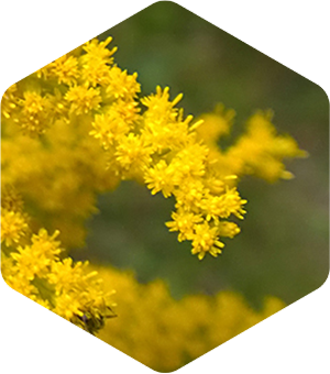 Canadian Goldenrod