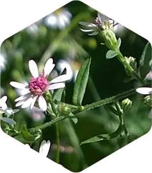 Calico Asters