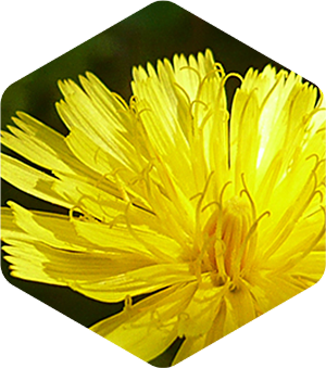 Yellow Hawkweed