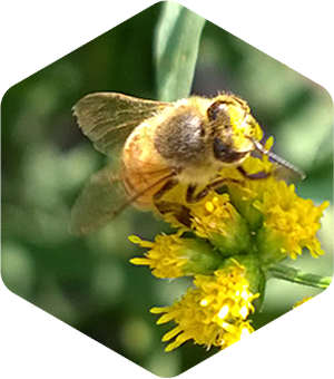 Honey Bee on Grass Leaved Goldenrod