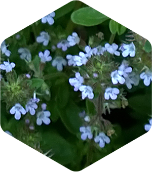 Wild Thyme