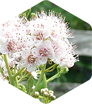 Meadowsweet