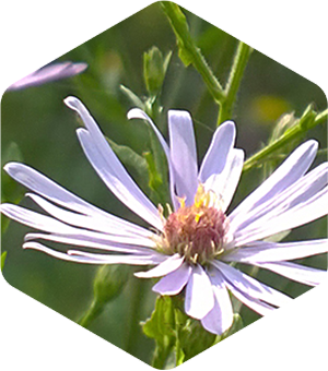 Fall Asters