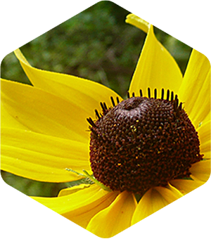 Black Eyed Susan
