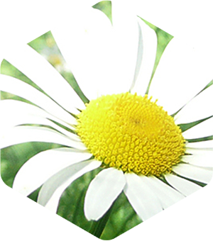 Shasta Daisy