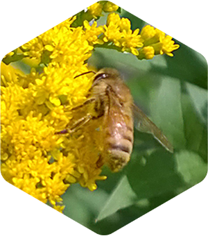 Honey Bee on Canadian Goldenrod
