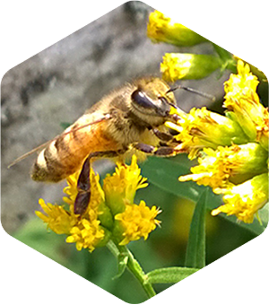 Honey Bee on Grass Leaved Goldenrod