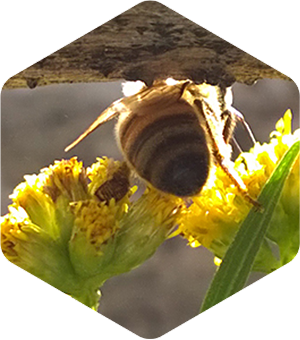 Honey Bee on Grass Leaved Goldenrod