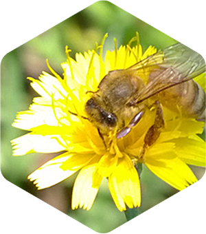 Honey Bee on Yellow Hawkweed